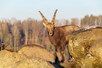 ibex