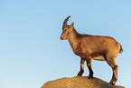 ibex