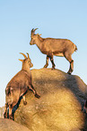 ibex