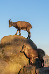 ibex