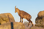 ibex