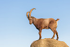 ibex