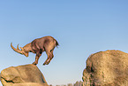 ibex