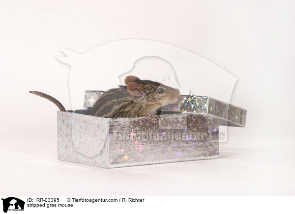 Streifenmaus in Schachtel / stripped gras mouse / RR-03395