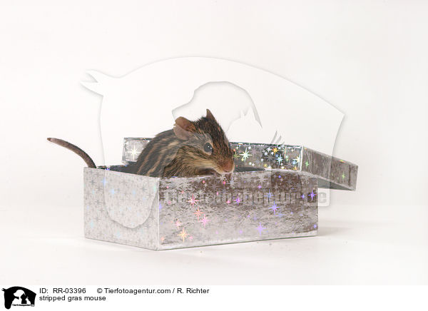 Streifenmaus in Schachtel / stripped gras mouse / RR-03396