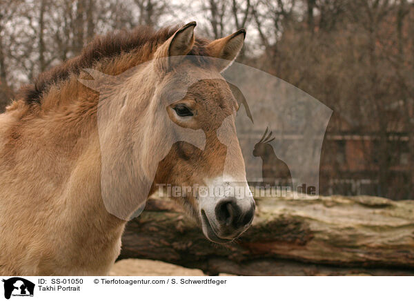 Przewalski-Pferd Portrait / Takhi Portrait / SS-01050