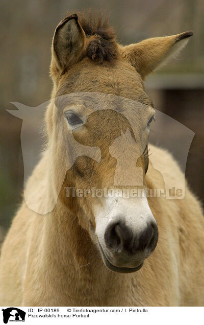 Przewalski im Portrait / Przewalski's horse Portrait / IP-00189