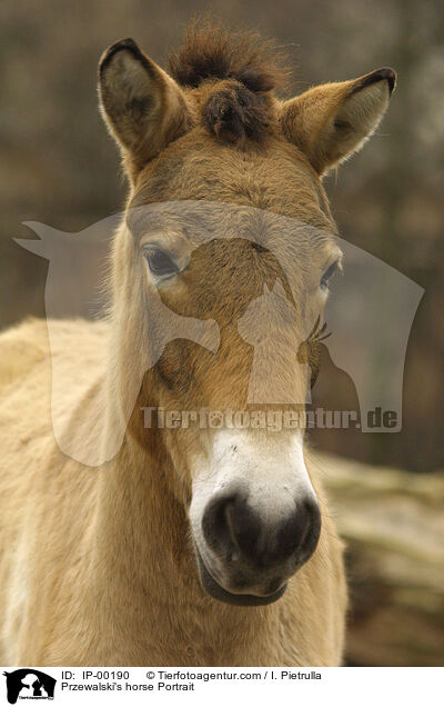 Przewalski's horse Portrait / IP-00190