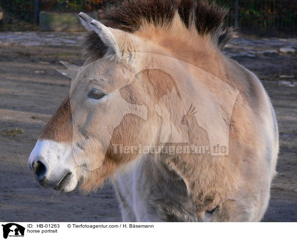 horse portrait / HB-01263