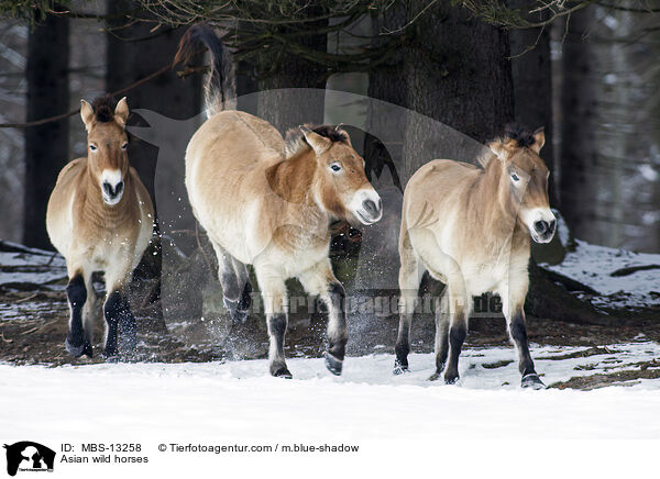 Przewalskipferde / Asian wild horses / MBS-13258