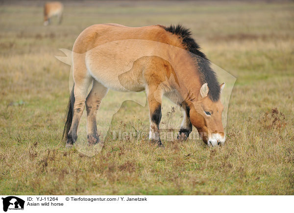Przewalskipferd / Asian wild horse / YJ-11264