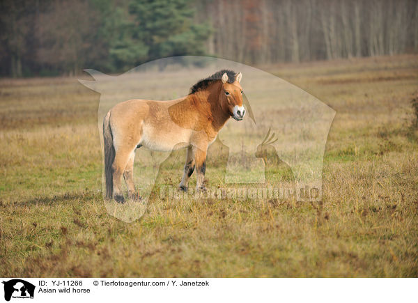 Przewalskipferd / Asian wild horse / YJ-11266