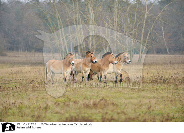 Przewalskipferde / Asian wild horses / YJ-11268