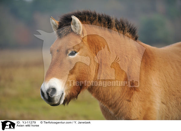Asian wild horse / YJ-11279