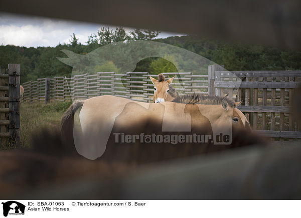 Przewalskipferde / Asian Wild Horses / SBA-01063