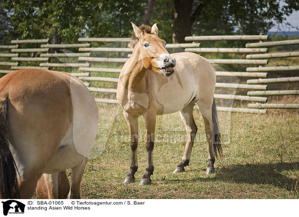 stehende Przewalskipferde / standing Asian Wild Horses / SBA-01065