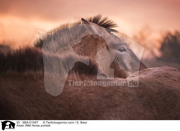 Przewalskipferd Portrait / Asian Wild Horse portrait / SBA-01067