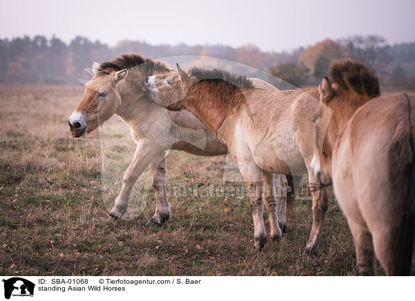 stehende Przewalskipferde / standing Asian Wild Horses / SBA-01068