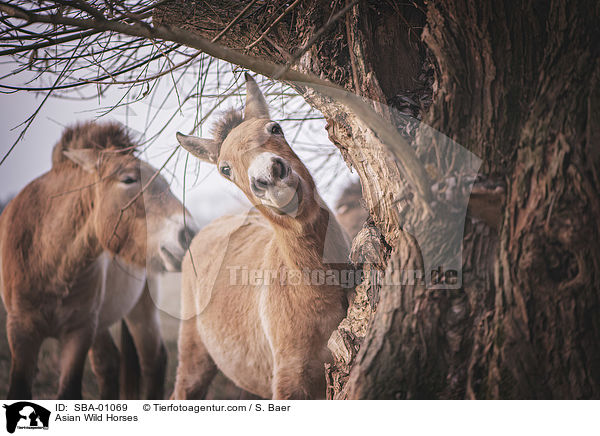 Przewalskipferde / Asian Wild Horses / SBA-01069