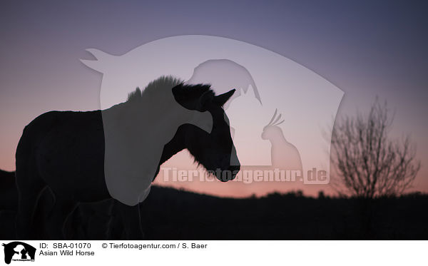 Przewalskipferd / Asian Wild Horse / SBA-01070