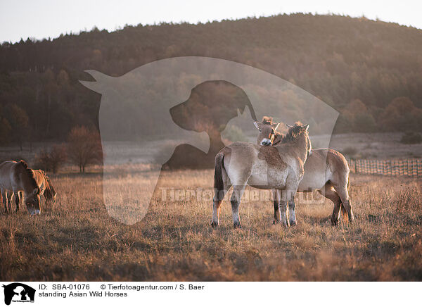 stehende Przewalskipferde / standing Asian Wild Horses / SBA-01076