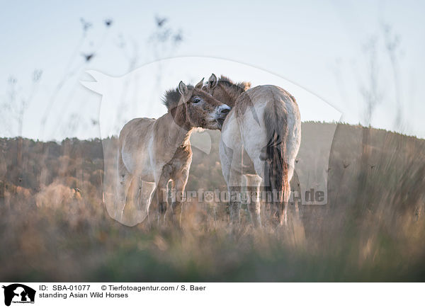 stehende Przewalskipferde / standing Asian Wild Horses / SBA-01077