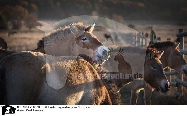 Przewalskipferde / Asian Wild Horses / SBA-01079