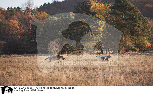 rennendes Przewalskipferd / running Asian Wild Horse / SBA-01080