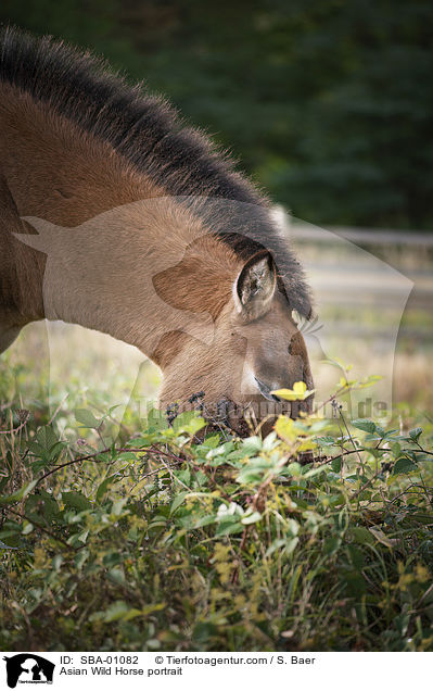 Przewalskipferd Portrait / Asian Wild Horse portrait / SBA-01082