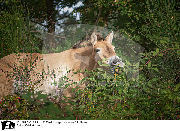 Przewalskipferd / Asian Wild Horse / SBA-01083