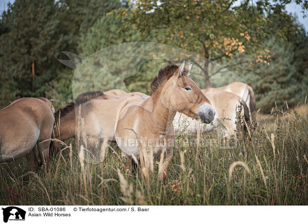 Przewalskipferde / Asian Wild Horses / SBA-01086