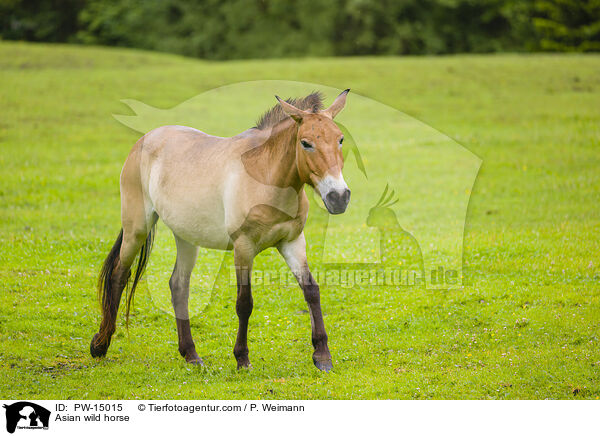 Asian wild horse / PW-15015