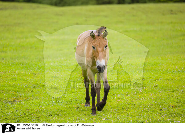 Przewalskipferd / Asian wild horse / PW-15016