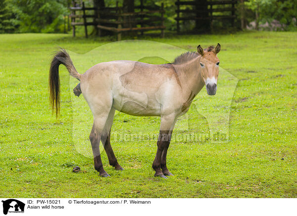 Asian wild horse / PW-15021
