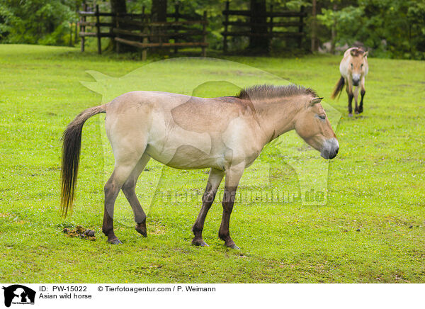 Przewalskipferd / Asian wild horse / PW-15022