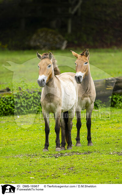 Przewalskipferd / Przewalski?s horse / DMS-16967