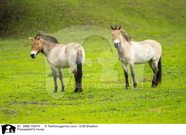 Przewalskipferd / Przewalski?s horse / DMS-16974