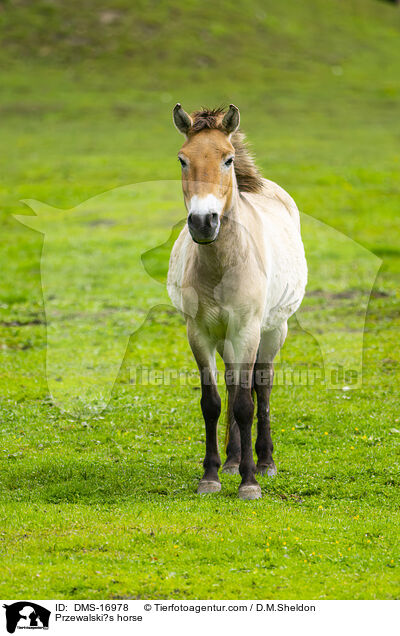 Przewalskipferd / Przewalski?s horse / DMS-16978