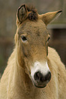 Przewalski's horse Portrait