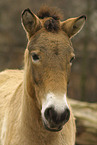 Przewalski's horse Portrait