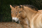 Przewalski's horses