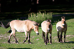 Przewalski horses