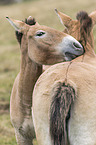 Asian wild horses