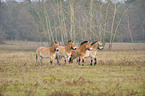 Asian wild horses