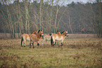 Asian wild horses