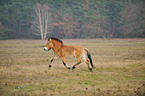 Asian wild horse