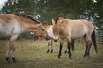 standing Asian Wild Horses