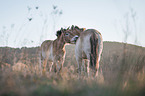 standing Asian Wild Horses