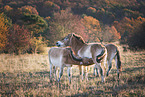 standing Asian Wild Horses