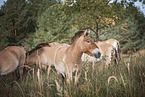 Asian Wild Horses